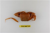 藏品(休氏聲蟹)的圖片